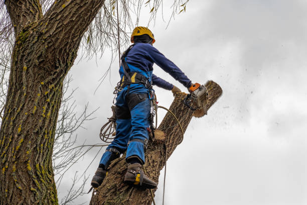 Tree Root Removal